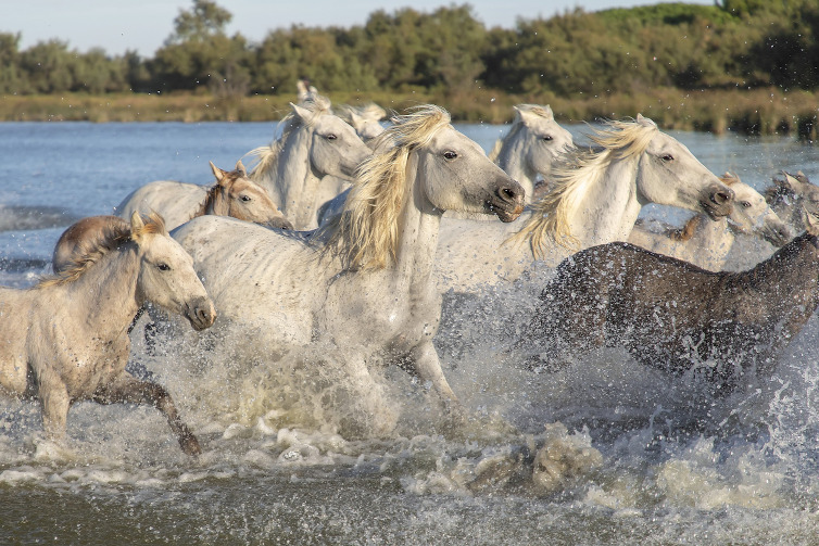 Immagine di cavalli liberi nella Camargue