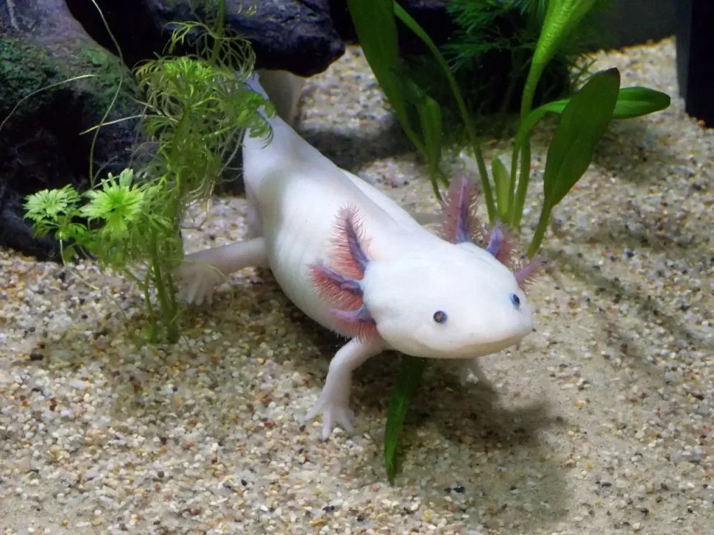 Immagine dell'Axolotl